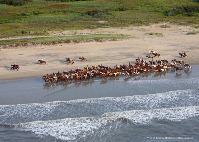 Aerial photograph of Chincoteague Ponies